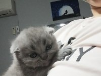 Scottish fold yavru Antalya yeni