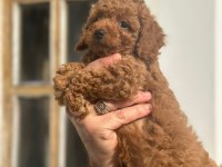 Poodle köpekler