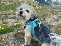 1 Yaşında Komut Ve İtaat Eğitimli Köpeğimiz