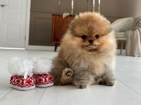 Show kalite a class pomeranian boo erkek dişi