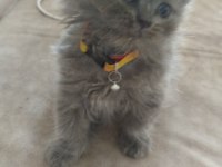 1.5 Aylık British Longhair
