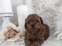 A KALİTE TÜY DÖKMEYEN TOY POODLE KÖPEĞİ
