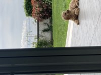 Oyun meraklısı köpeğimizle ilgilenen bahçeli evi ola