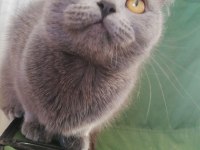 2 yaşında dişi british shorthair Afrodit