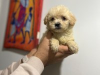 Her Renk Maltipoo Yavrumuzu Canlı Görebilirsiniz