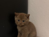 Cinnamon British Shorthair