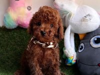 Sevimli Toy Poodle Yavrularımız