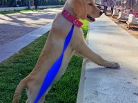 Saf golden retriever