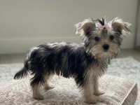 Teacup ev ortamından yavru köpekler