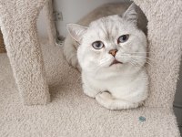Lynx point british shorthair ücretli sahiplendirilecek