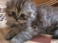 Scottish Fold Longhair Dişi