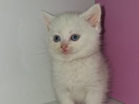 Yavru british shorthair
