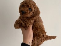 Toy Poodle ev ortamında