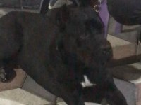 SAFKAN CANE CORSO