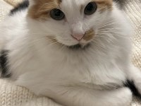 KEDİMİZE ACİL YUVA ARANIYOR