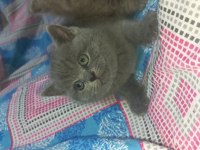 British shorthair yavru