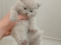 Sakin İnsan Canlısı British Shorthair Yavrularımız