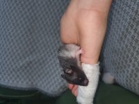 YENİ DOĞAN BEBEK HAMSTERLAR