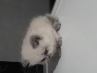 British longhair yavru