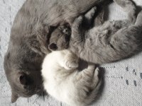 50 günlük dişi british shorthair yavrumuza yuva arıyoruz