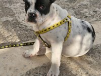 French bulldog herşey tam