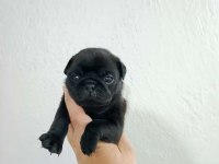 Pug mops yavrular ırk sağlık garantili