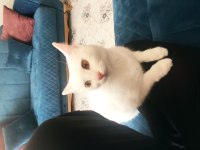 Sevimli kızımıza yeni ev arıyoruz kedimize