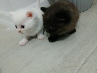 Bayram Şekerleri Kediler Rezerveye Açık