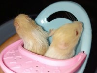 ÖZEL TÜR TEDDY BEAR VE DWARF HAMSTER