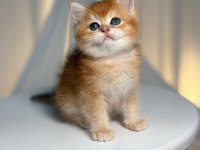 Golden British Shorthair