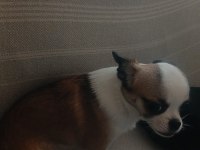 Şivava köpeğimiz 5 aylık dişi