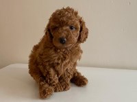 Mini Toy Poodlelar