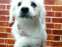 Terrier yavrular
