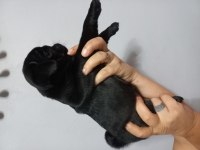 Pug mops yavrular