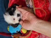 2 aylık dişi erkek morkie