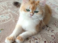 Ny12 golden full şecereli british longhair