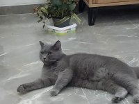 Kedimizi bedava sahiplenmek isteyen bana ulaşsın