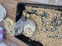 Nutribird A21 İle Elle Beslenen Sağlıklı Sultan Yavrular