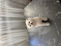 Saf kan anne babadan 1,5 aylık british longhair bebekler