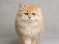 Ny12 Safkan British Longhair Dişi Kedi Genç 1 Yaşında