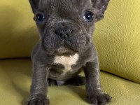 French bulldog blue erkek yavru