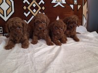 IRK VE SAĞLIK GARANTİLİ KORE TOY POODLE YAVRULAR