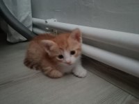 5 adet yavru sarman kedi