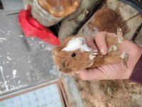 0-2 aylık ele alıştırmalık safkan guinea pig