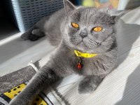 Ücretsiz verilecek british shorthair kediler
