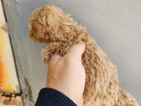 Irk ve sağlık garantili maltipoo yavrularımız
