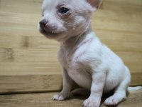 Mini Boy Şivava Bebekler