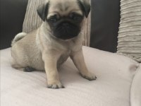 1 dişi ve 1 erkek pug yavrularım çok oyuncu çok uslular