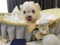Kore anne babadan maltese bebekler