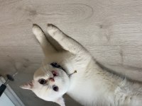 British longhair kedim 1 yaşında girmek üzere